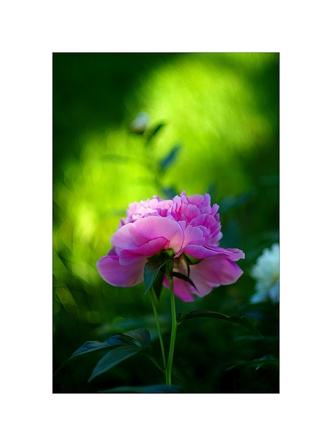 Paeonia